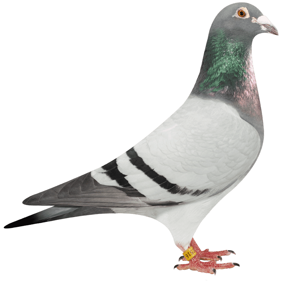 Rock dove