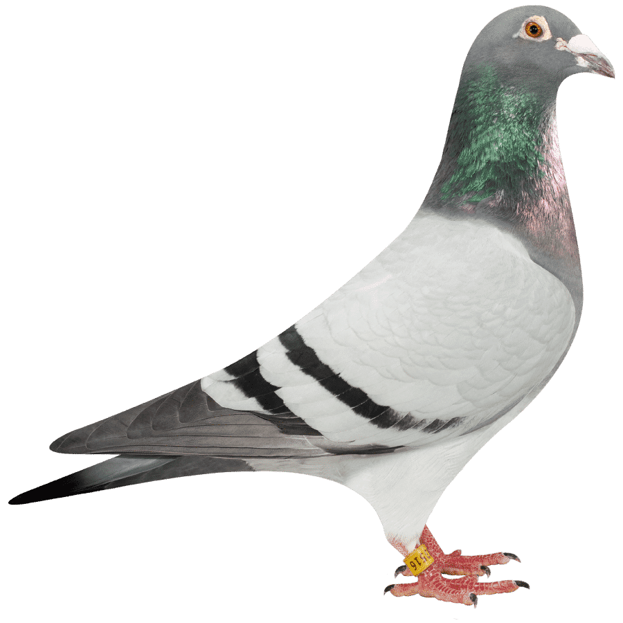 Rock dove