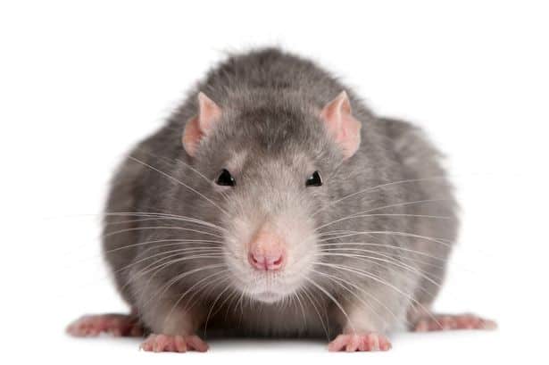 Ratto marrone