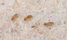 Gli psocotteri si nutrono di muffa microscopica